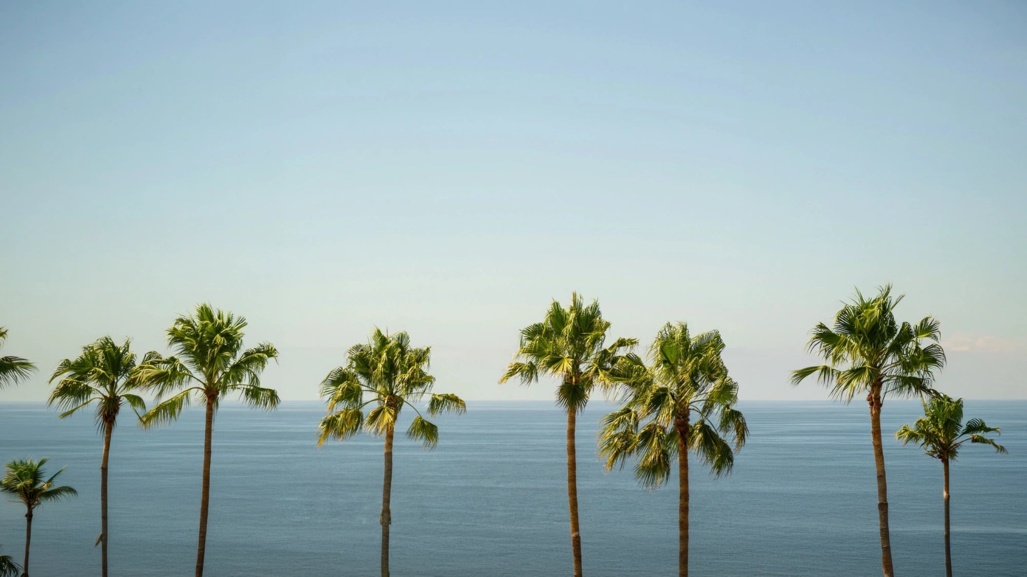 Minimalistische Palmenkulisse am Meer mit entspannter Beach und Organic Lifestyle Stimmung für nachhaltige Fashion Brandings.