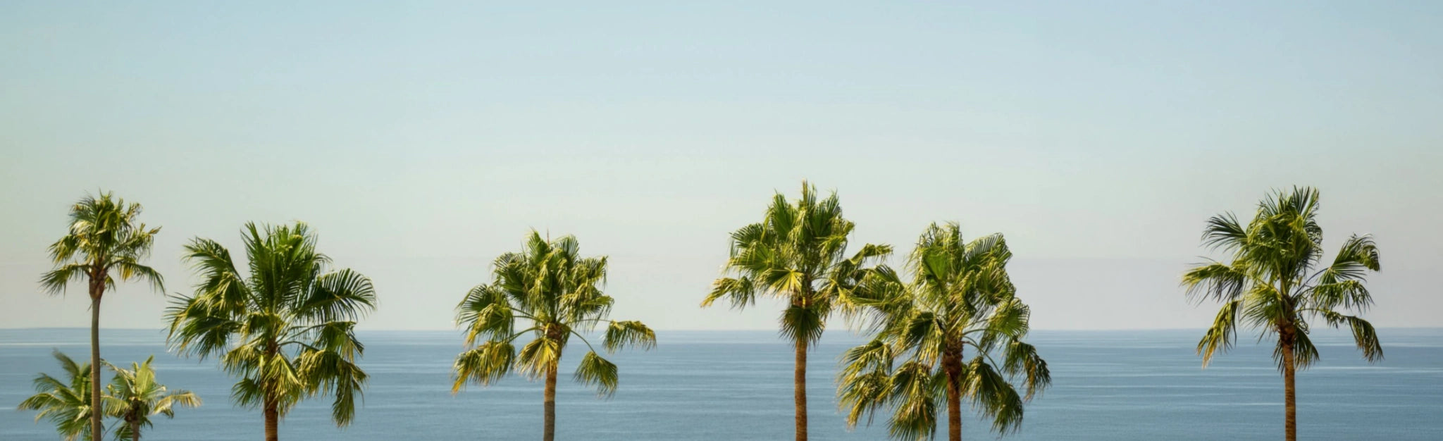 Tropische Palmen vor ruhigem Ozean mit sonniger Vacation Lifestyle Atmosphäre im minimalistischen Coastal Design.